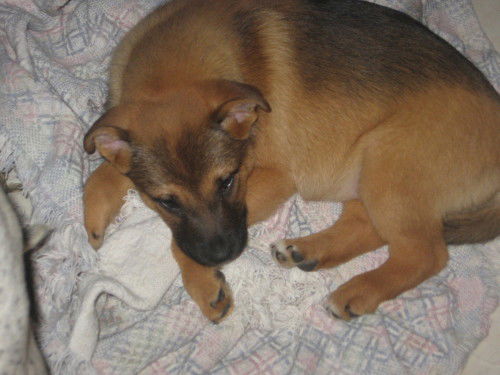 Little Rosie
