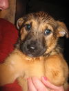 Little Rosie