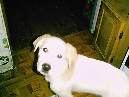 Goosack-