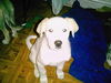 Goosack-