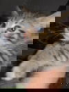 Meg
