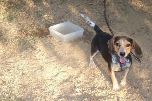 HushPuppy:PUREBRED
