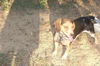 HushPuppy:PUREBRED