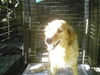 Goldilocks