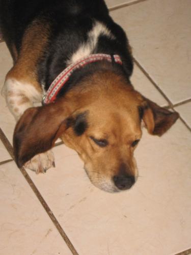 Hunni: Purebred