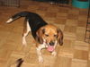 Hunni: Purebred