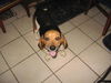 Hunni: Purebred