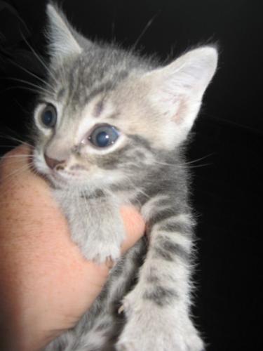 Tigger