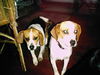 Birdy/ Maggie