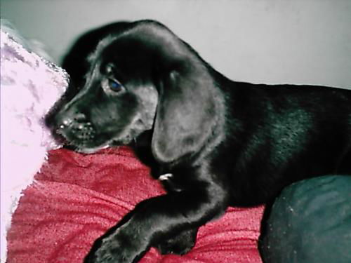 Tippy/Buddy