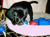 Tippy/Buddy