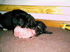 Tippy/Buddy