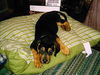 Hudson-