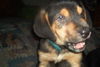 Hudson-