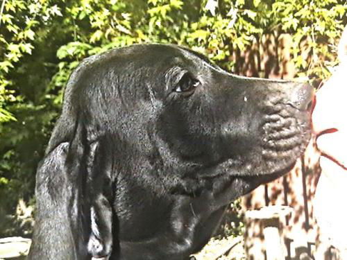 Brewster