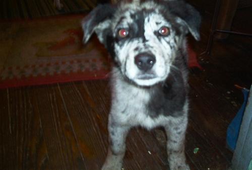 Aussie/Gandalf