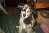 Aussie/Gandalf