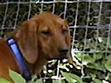 Roxy