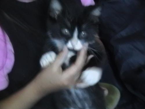 Munchkin