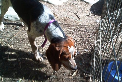 Auggie--