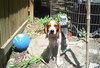 Auggie--