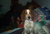 Auggie--
