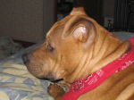 Rosco Lee