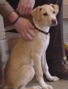 Rosco