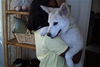 White Dog-