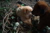 Grover-