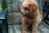 Grover-