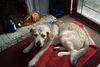 Archie/ Wylie