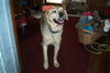 Archie/ Wylie