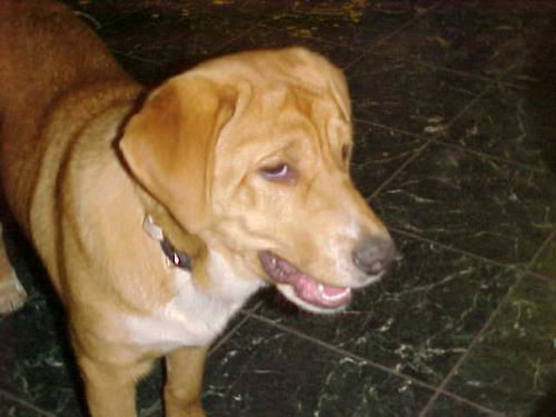 Hickory