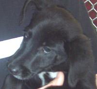Holden:AgilityDog