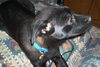 Tracker/Roxy