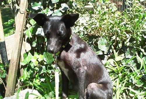 Midge/ Maxi