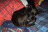 Midge/ Maxi