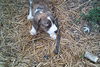 Scout