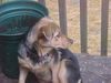 Annie