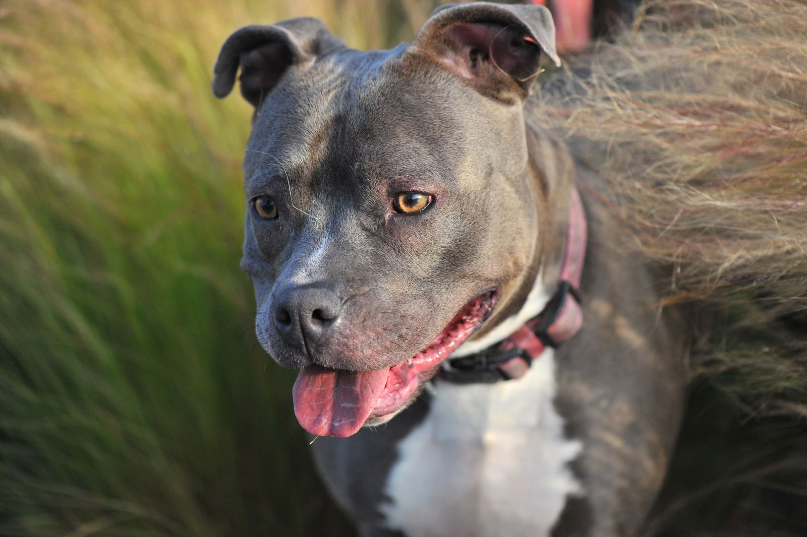 adoptable Dog in Huntington Beach, CA named Nala - mama