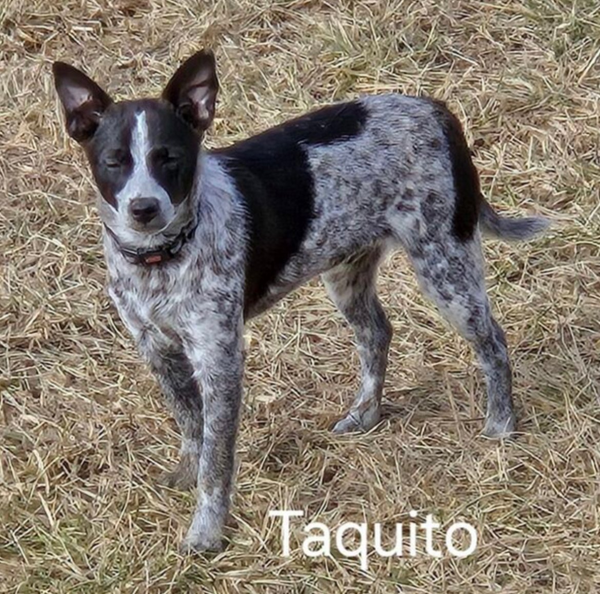 adoptable Dog in Omaha, NE named Taquito