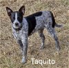 adoptable Dog in  named Taquito