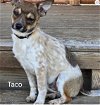 adoptable Dog in omaha, NE named Taco