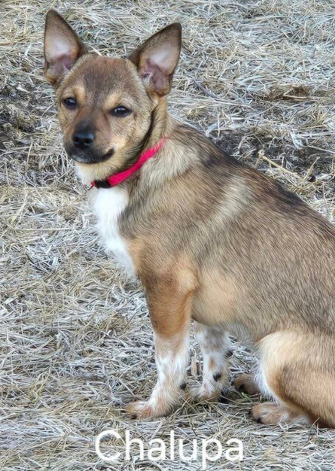 adoptable Dog in Omaha, NE named Chalupa