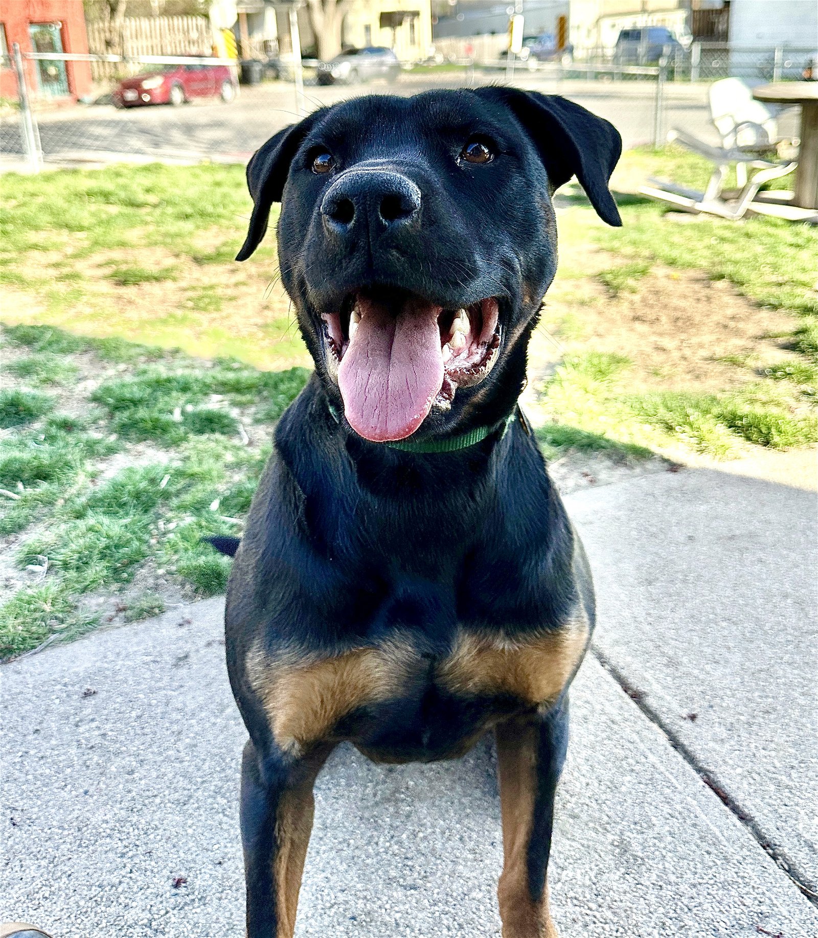 adoptable Dog in Omaha, NE named Jaz