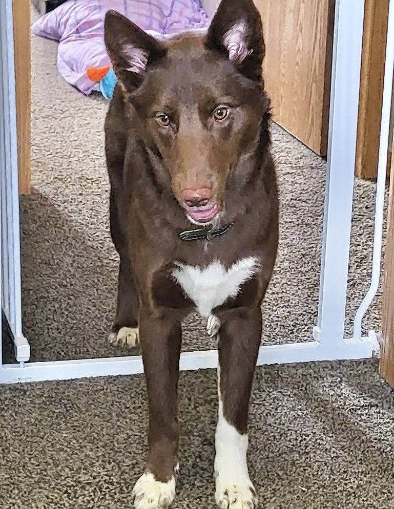 adoptable Dog in Omaha, NE named Kahlua