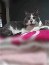 adoptable Cat in omaha, NE named Miss Ollie