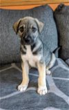 adoptable Dog in omaha, NE named Dexter