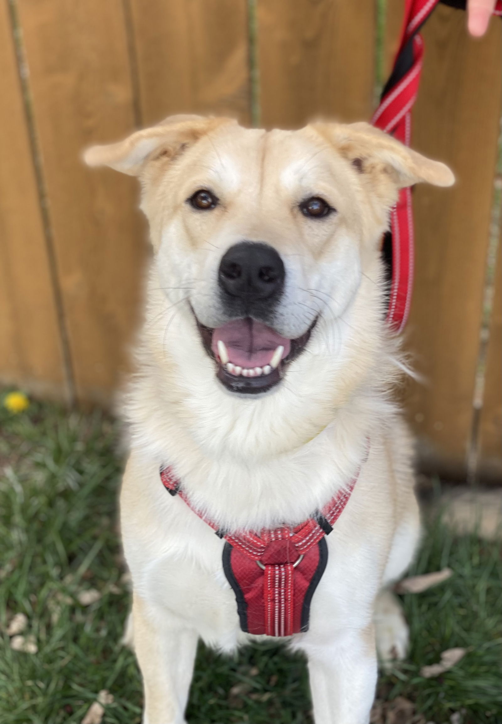 adoptable Dog in Omaha, NE named Skip